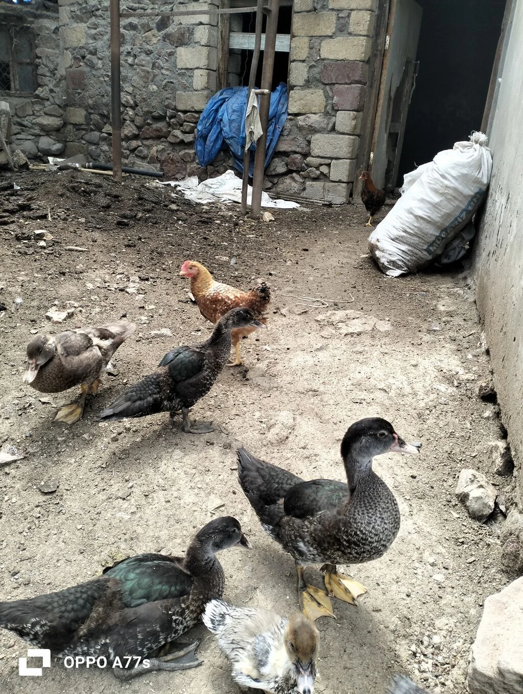 Ördək — Heyvanlar, Quşlar, Balıqlar, Gəncə