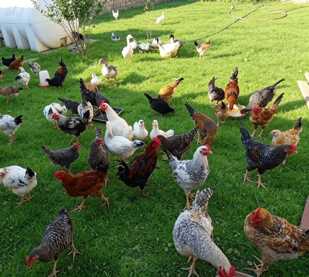 Çolpa — Heyvanlar, Quşlar, Balıqlar, Şirvan