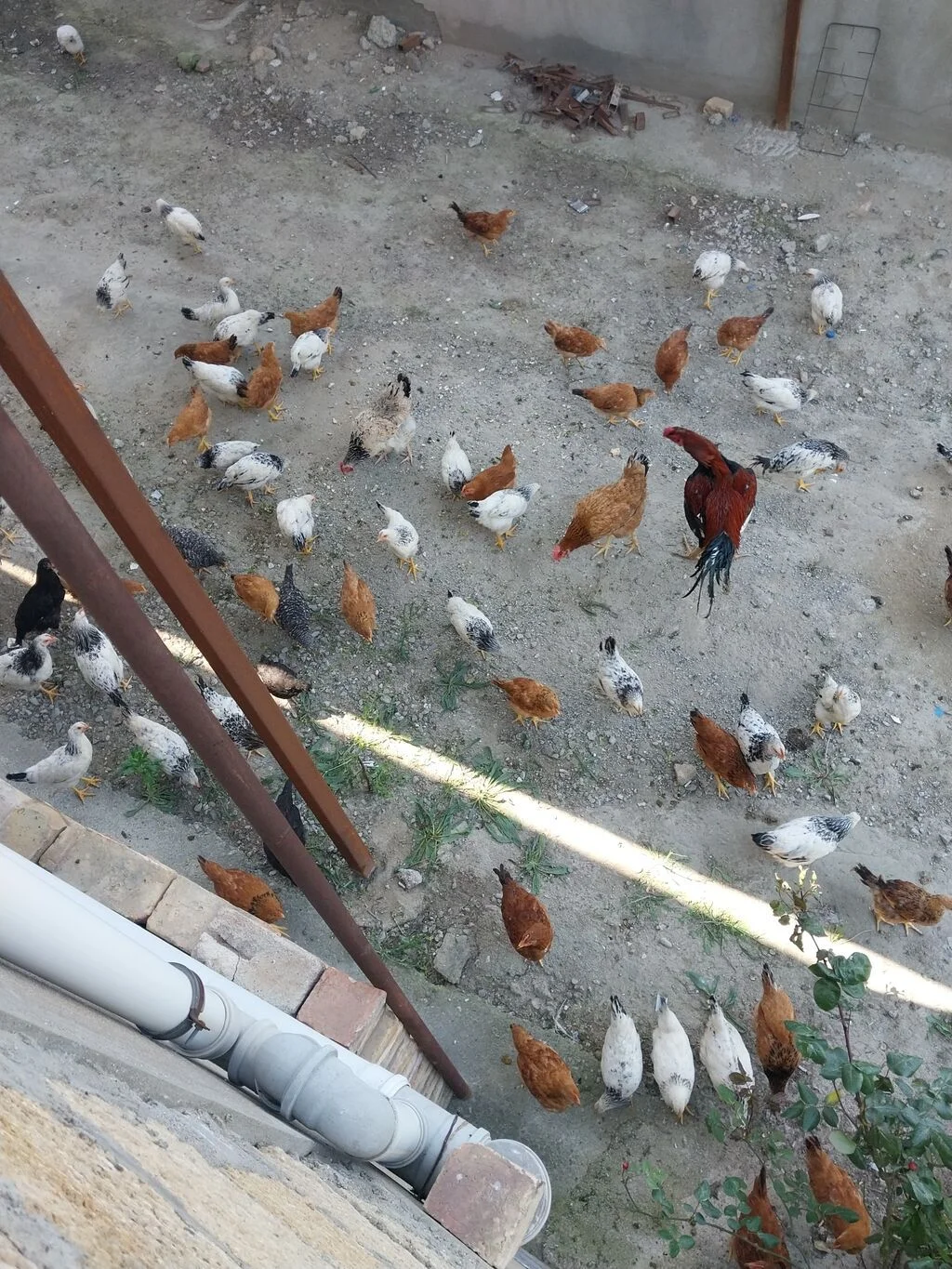 Çolpa — Heyvanlar, Quşlar, Balıqlar, Bakı