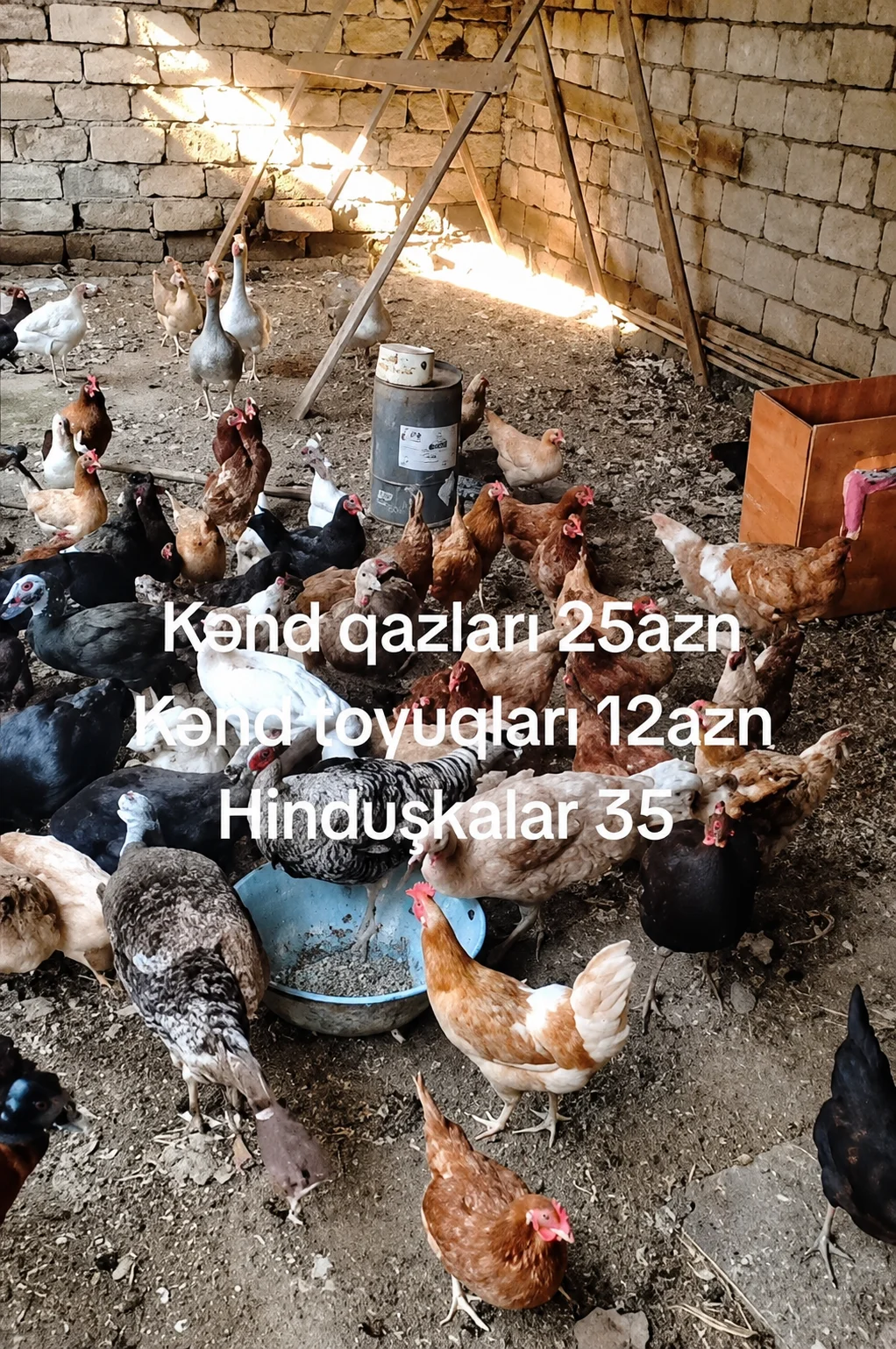 Qaz — Heyvanlar, Quşlar, Balıqlar, Bakı