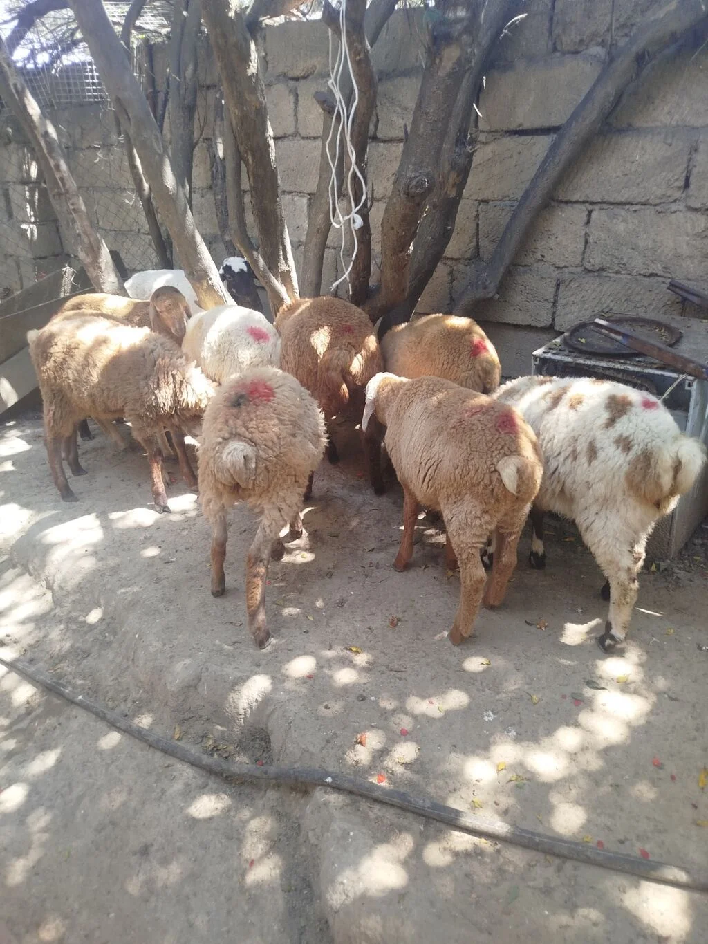 Qoyun — Heyvanlar, Quşlar, Balıqlar, Bakı