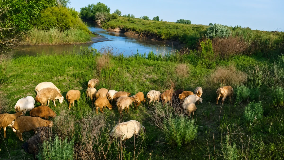 Qoyun — Heyvanlar, Quşlar, Balıqlar, Ucar