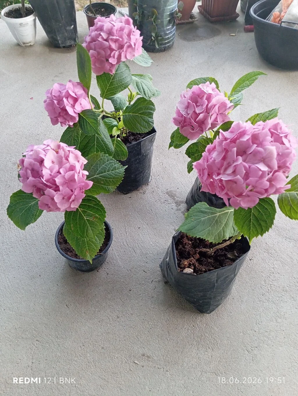 Flower sapling — Grains, Herbs, Feed, Plants, Baku