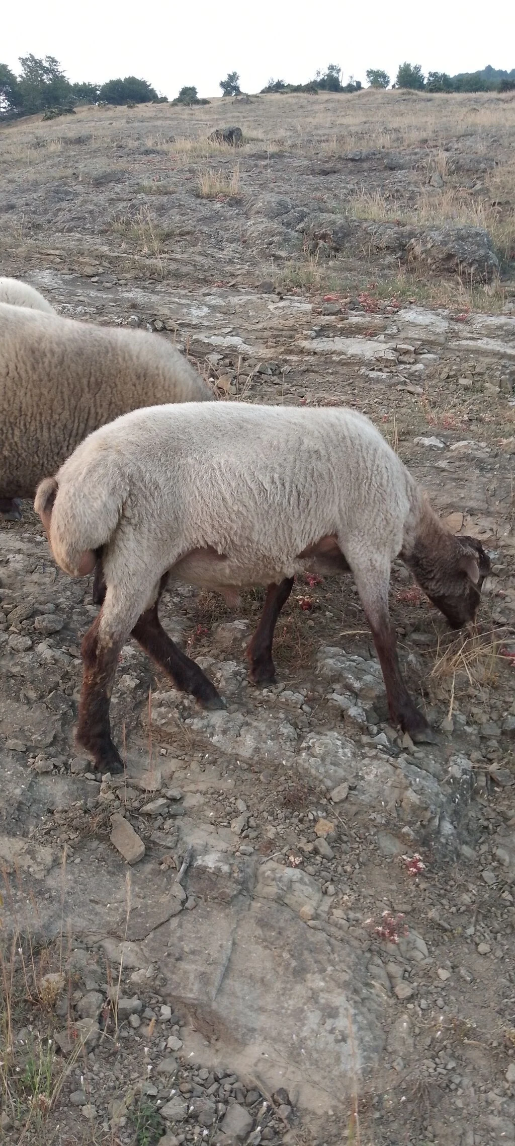 Qoç — Heyvanlar, Quşlar, Balıqlar, Bakı