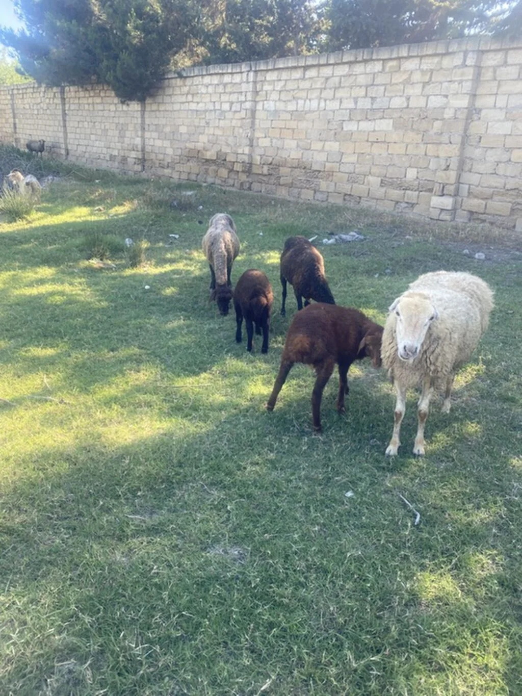 Qoyun — Heyvanlar, Quşlar, Balıqlar, Bakı