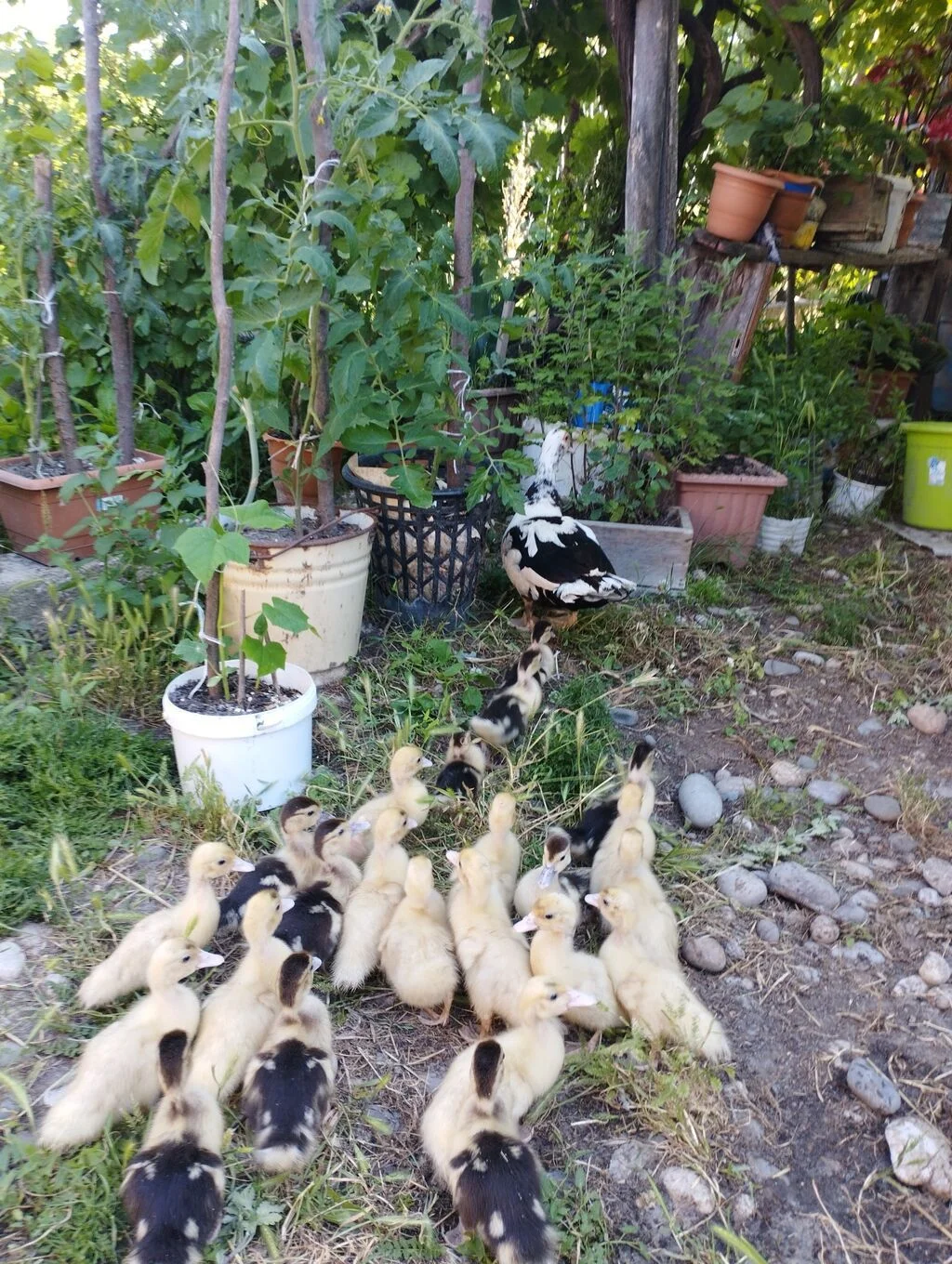 Ördək — Heyvanlar, Quşlar, Balıqlar, Xaçmaz