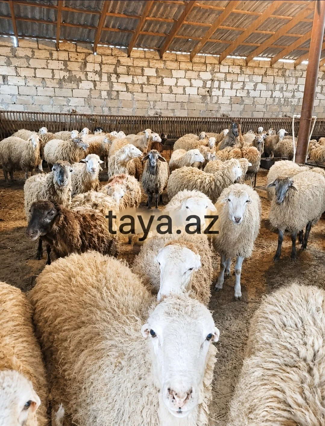 Qoyun — Heyvanlar, Quşlar, Balıqlar, Xırdalan