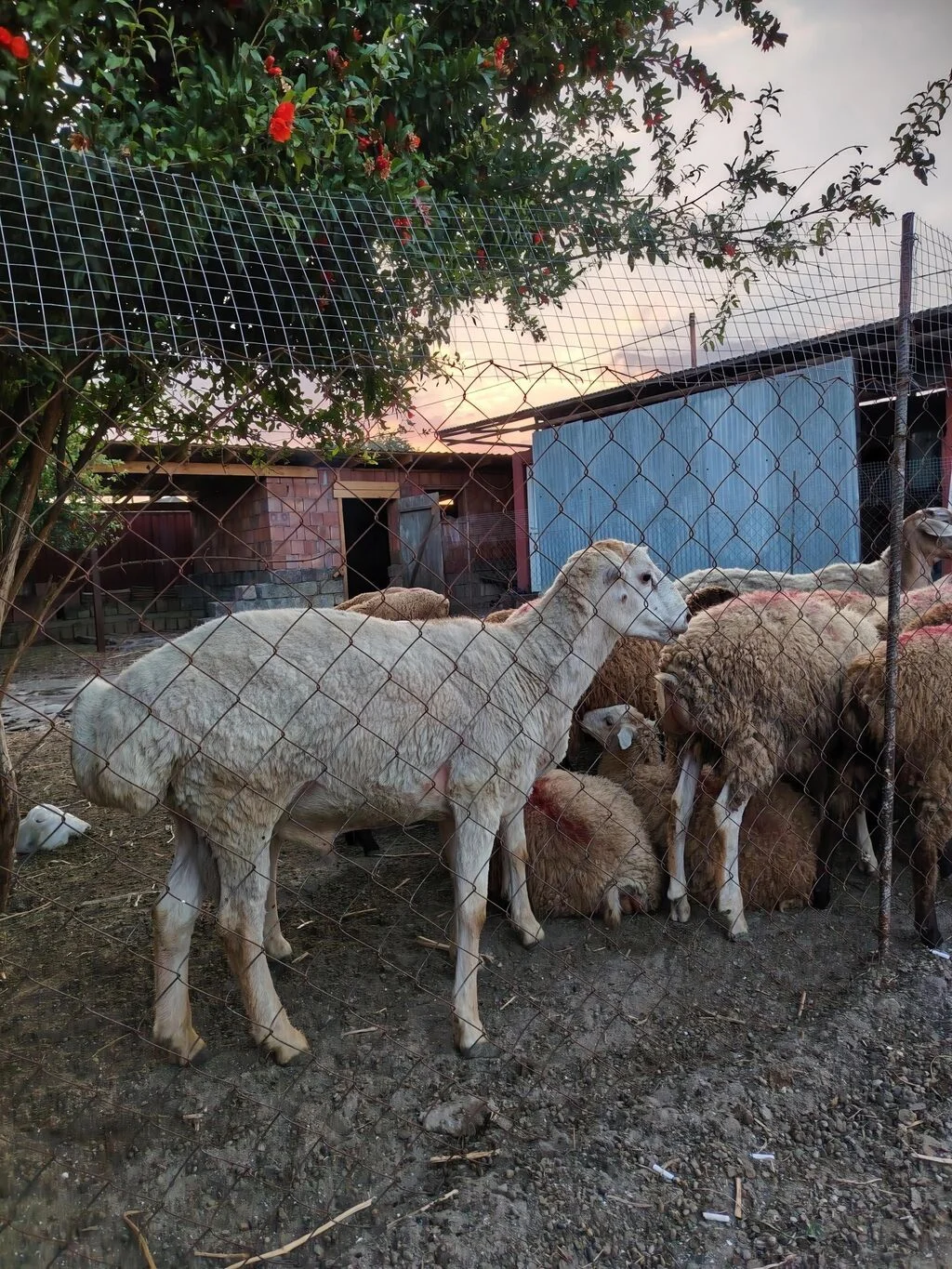 Qoyun — Heyvanlar, Quşlar, Balıqlar, Göytəpə
