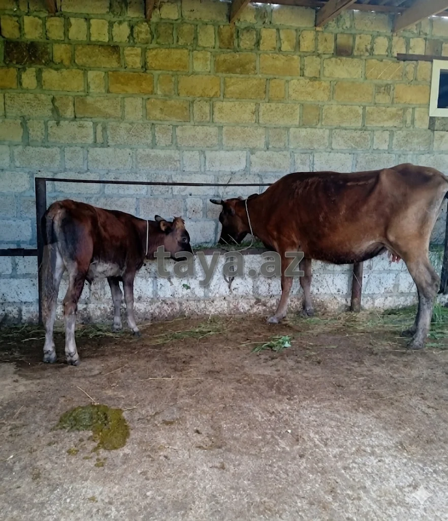 İnək — Heyvanlar, Quşlar, Balıqlar, Şabran