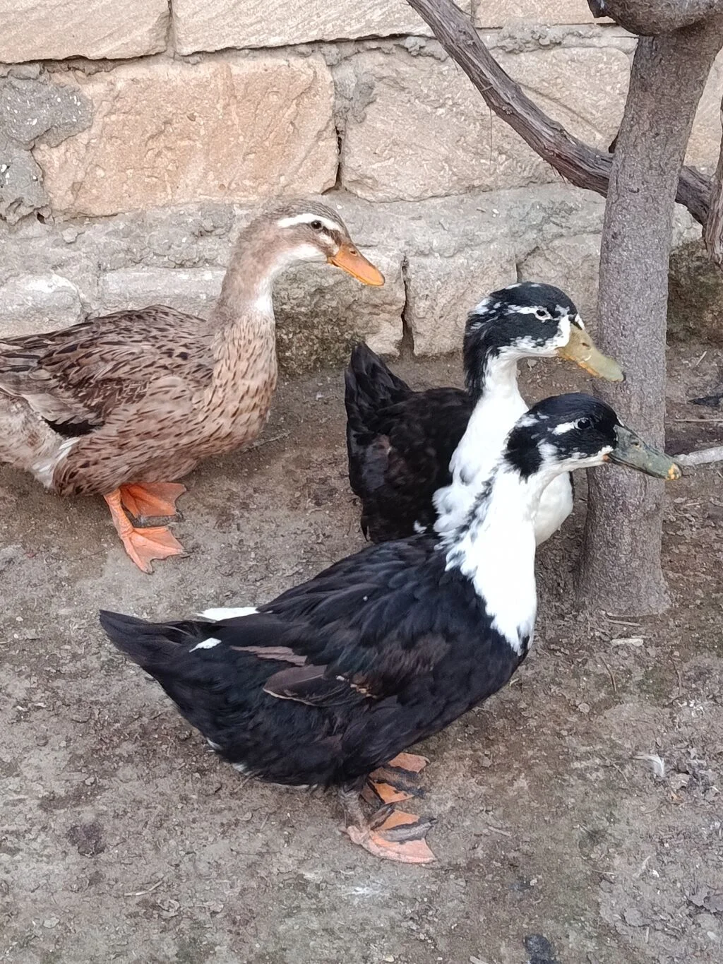 Ördək — Heyvanlar, Quşlar, Balıqlar, Sumqayıt