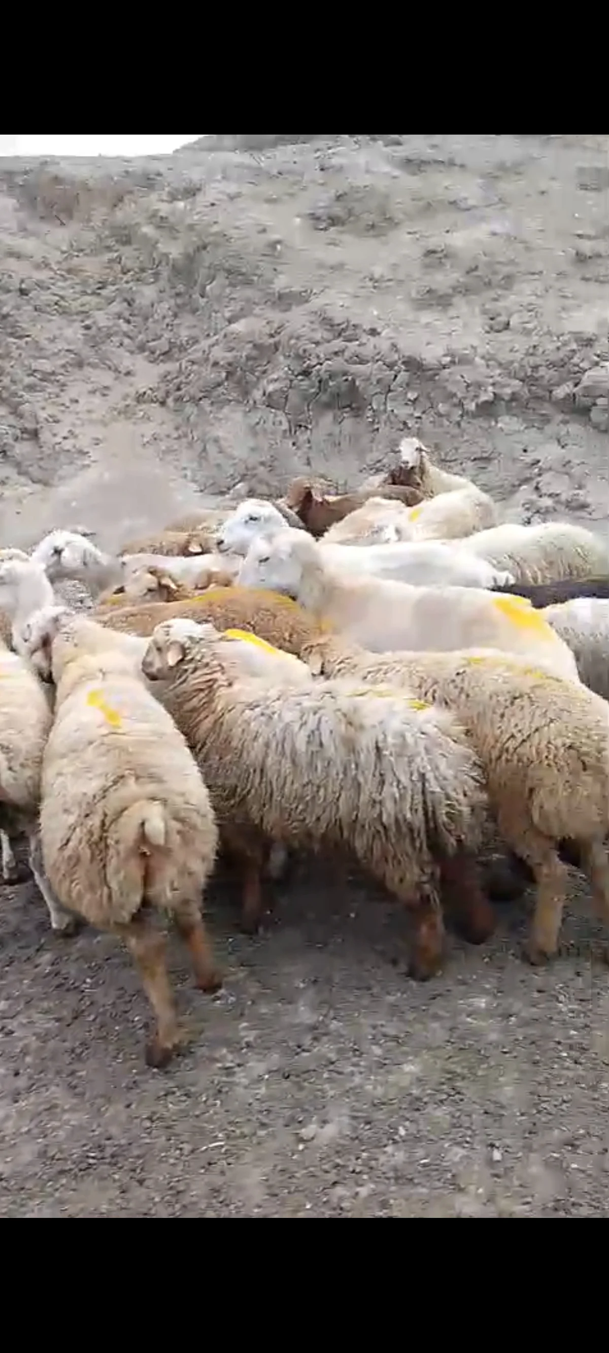 Quzu — Heyvanlar, Quşlar, Balıqlar, Siyəzən