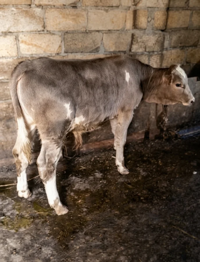 Buzov — Heyvanlar, Quşlar, Balıqlar, Quba