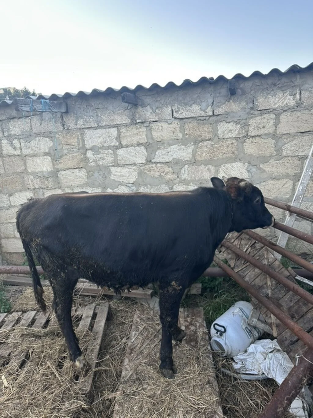 Dana — Heyvanlar, Quşlar, Balıqlar, Sumqayıt