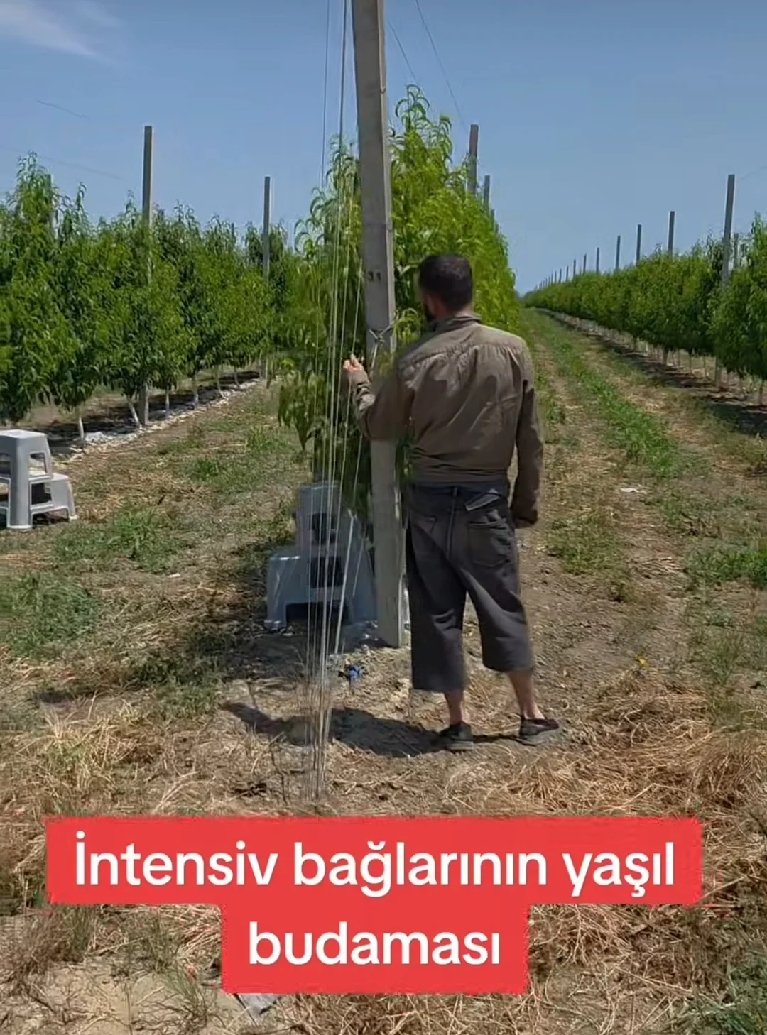 Bağban xidməti — Kənd/Təs Xidmətləri, Xaçmaz
