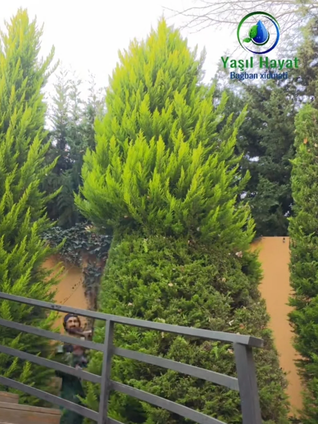 Bağban xidməti — Kənd/Təs Xidmətləri, Bakı