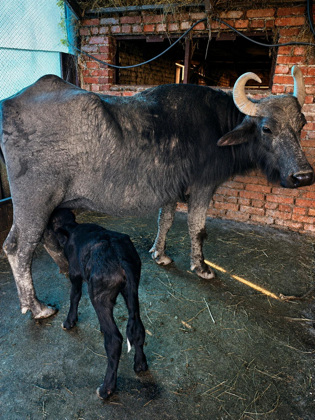 Camış — Heyvanlar, Quşlar, Balıqlar, Zaqatala