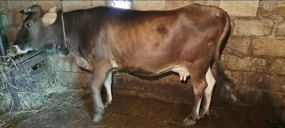 İnək — Heyvanlar, Quşlar, Balıqlar, Sumqayıt