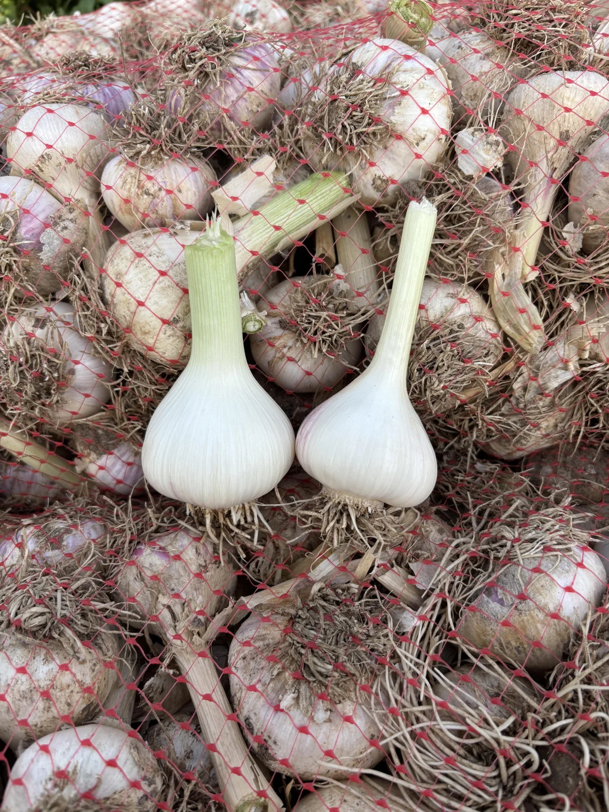 Garlic — Vegetables and Greens, Baku