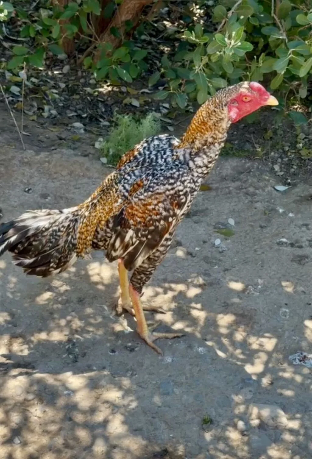 Toyuq — Heyvanlar, Quşlar, Balıqlar, Gəncə