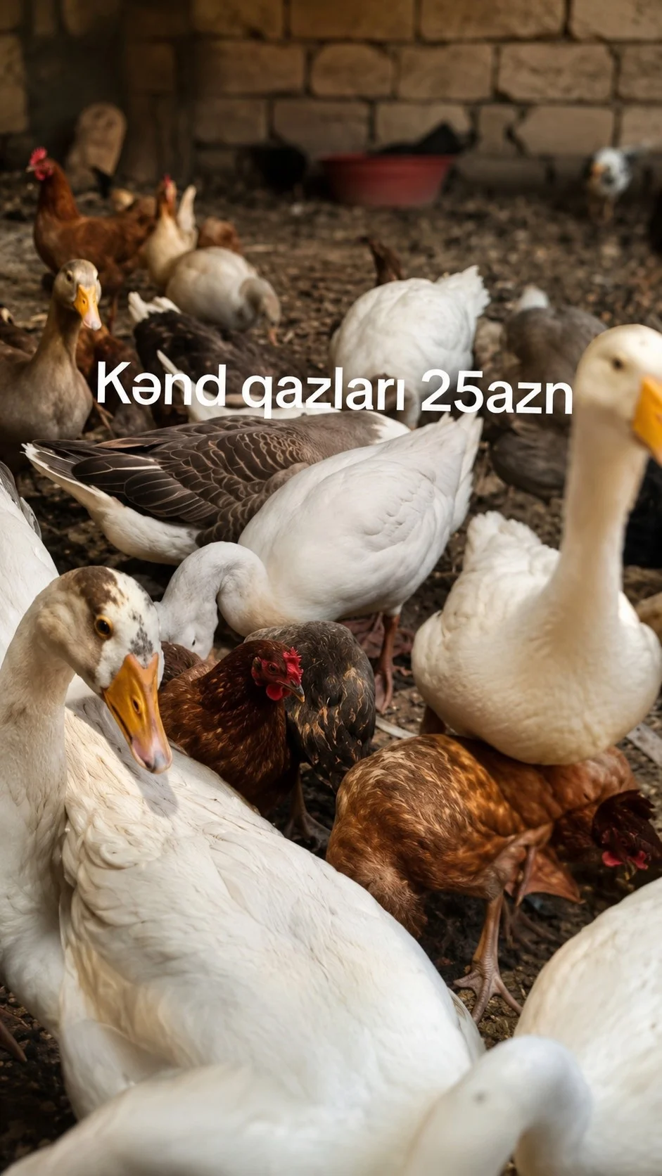 Qaz — Heyvanlar, Quşlar, Balıqlar, Bakı