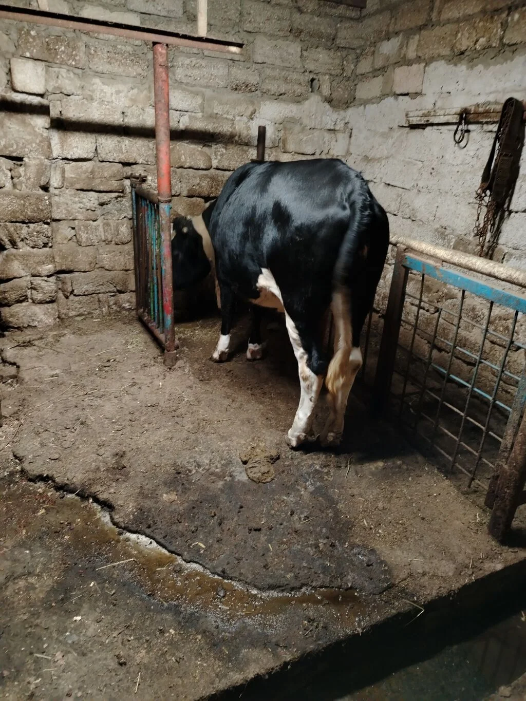 Düyə — Heyvanlar, Quşlar, Balıqlar, Bakı
