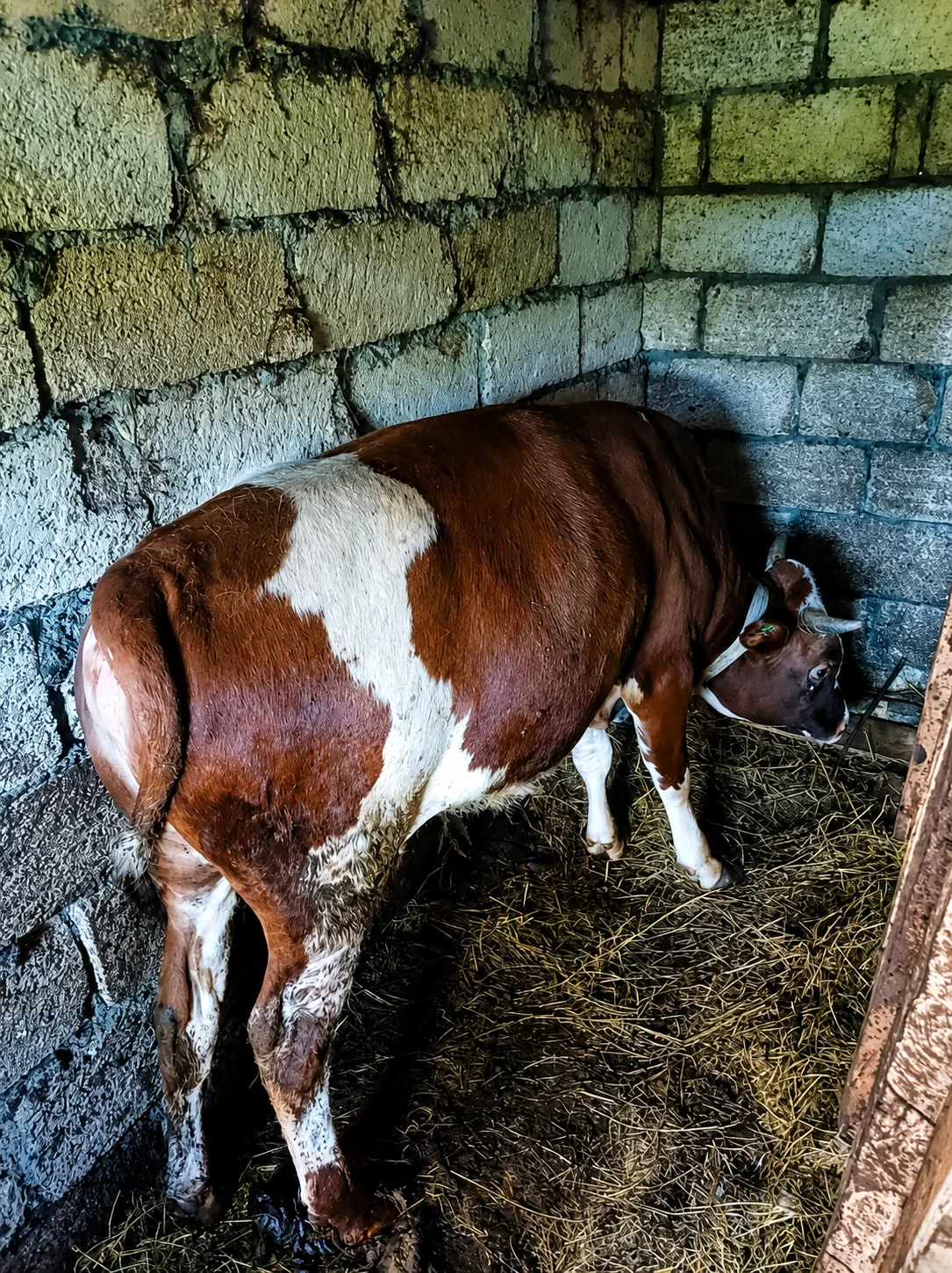 Dana — Heyvanlar, Quşlar, Balıqlar, Astara