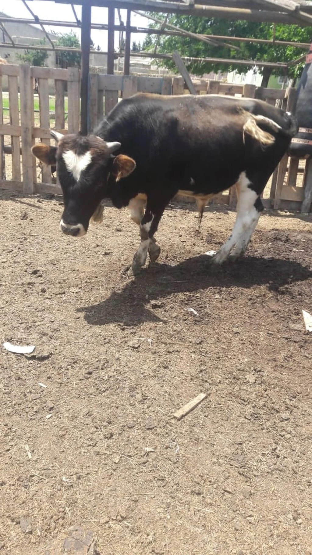 Dana — Heyvanlar, Quşlar, Balıqlar, Bakı
