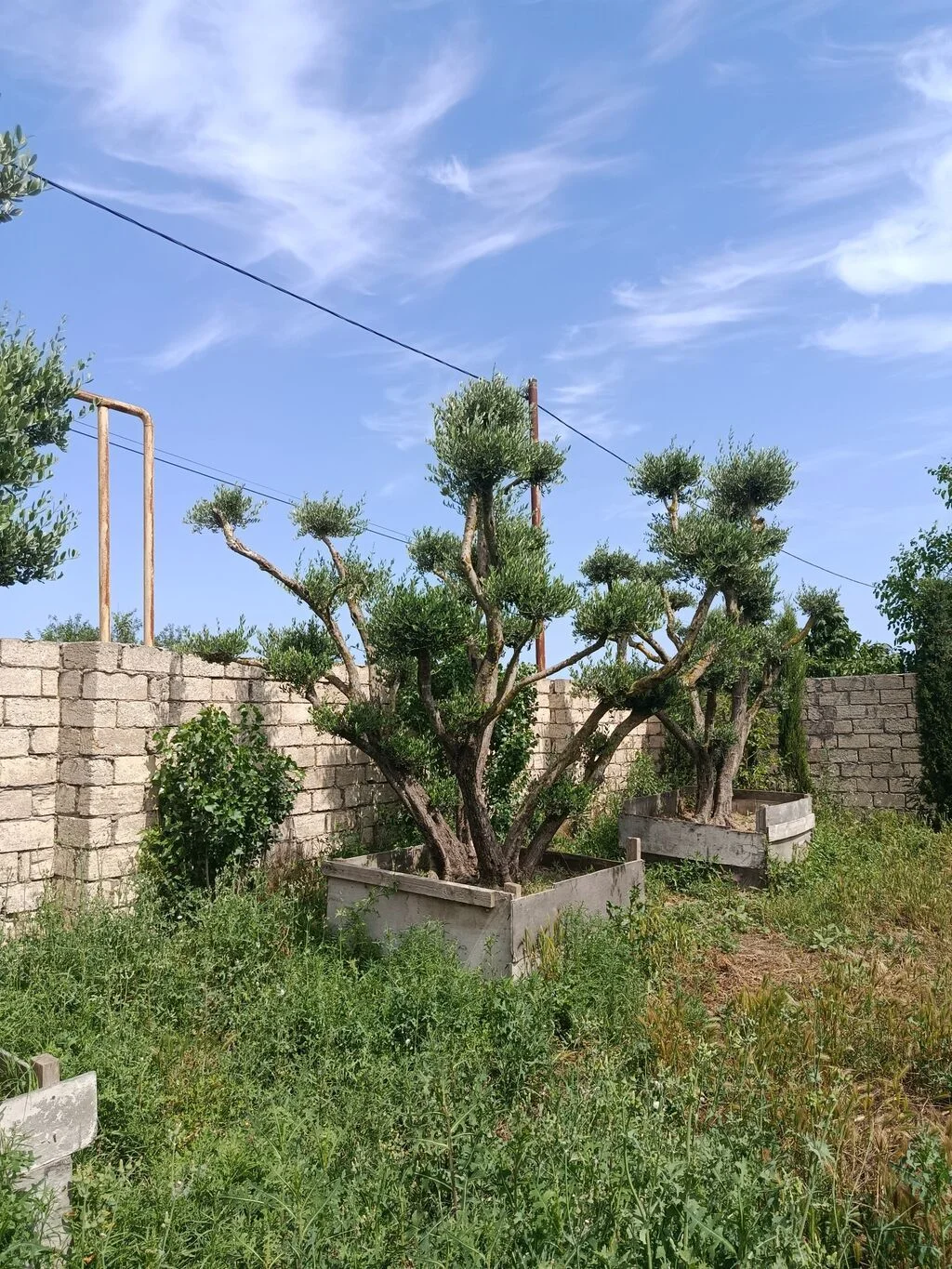 Ağac — Dənlilər, Otlar Yemlər,  Bitkilər, Bakı