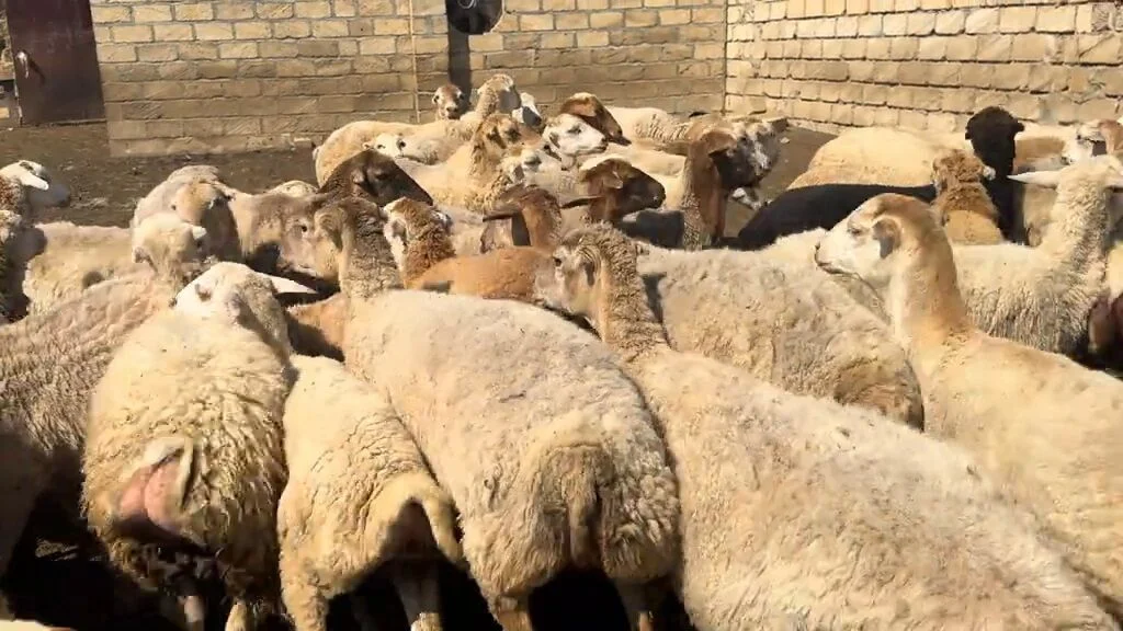 Qoyun — Heyvanlar, Quşlar, Balıqlar, Yevlax