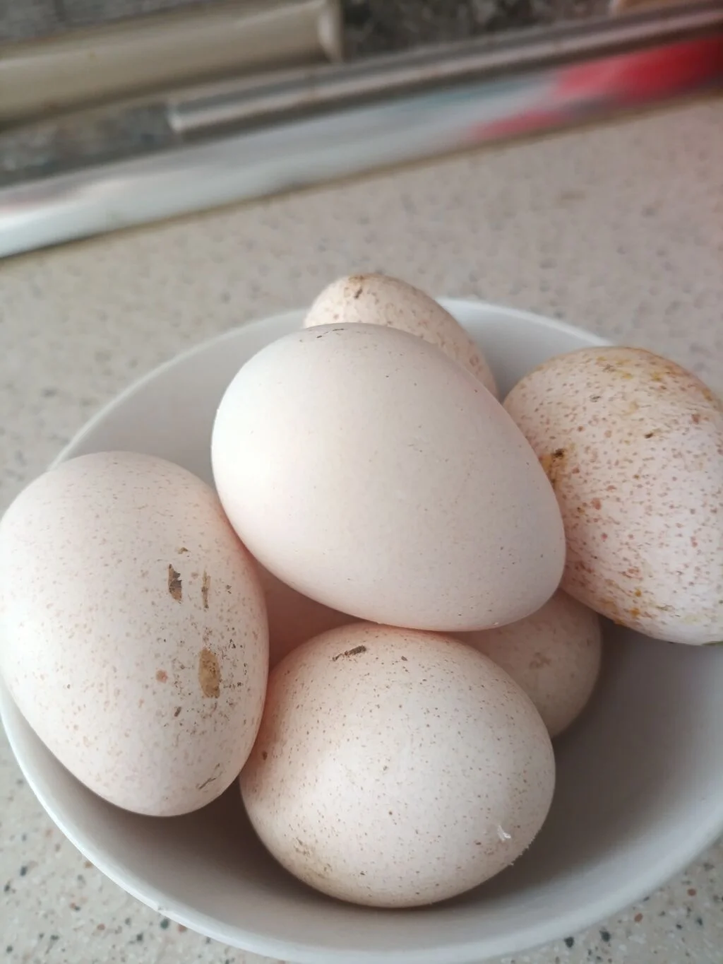 Yumurta — Heyvanlar, Quşlar, Balıqlar, Bakı