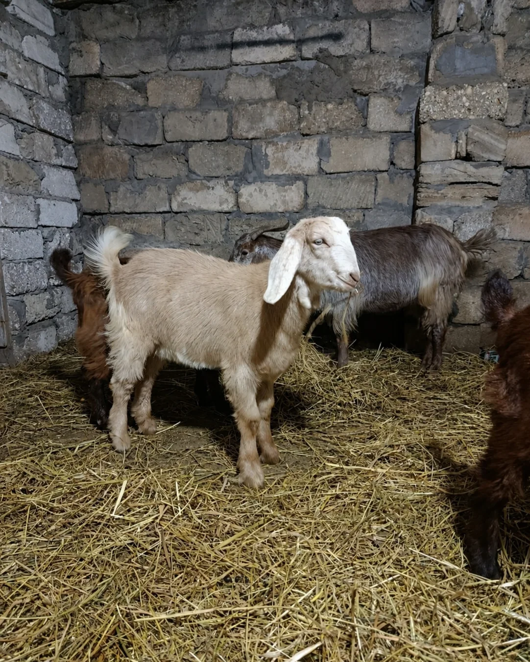 Keçi — Heyvanlar, Quşlar, Balıqlar, Bakı
