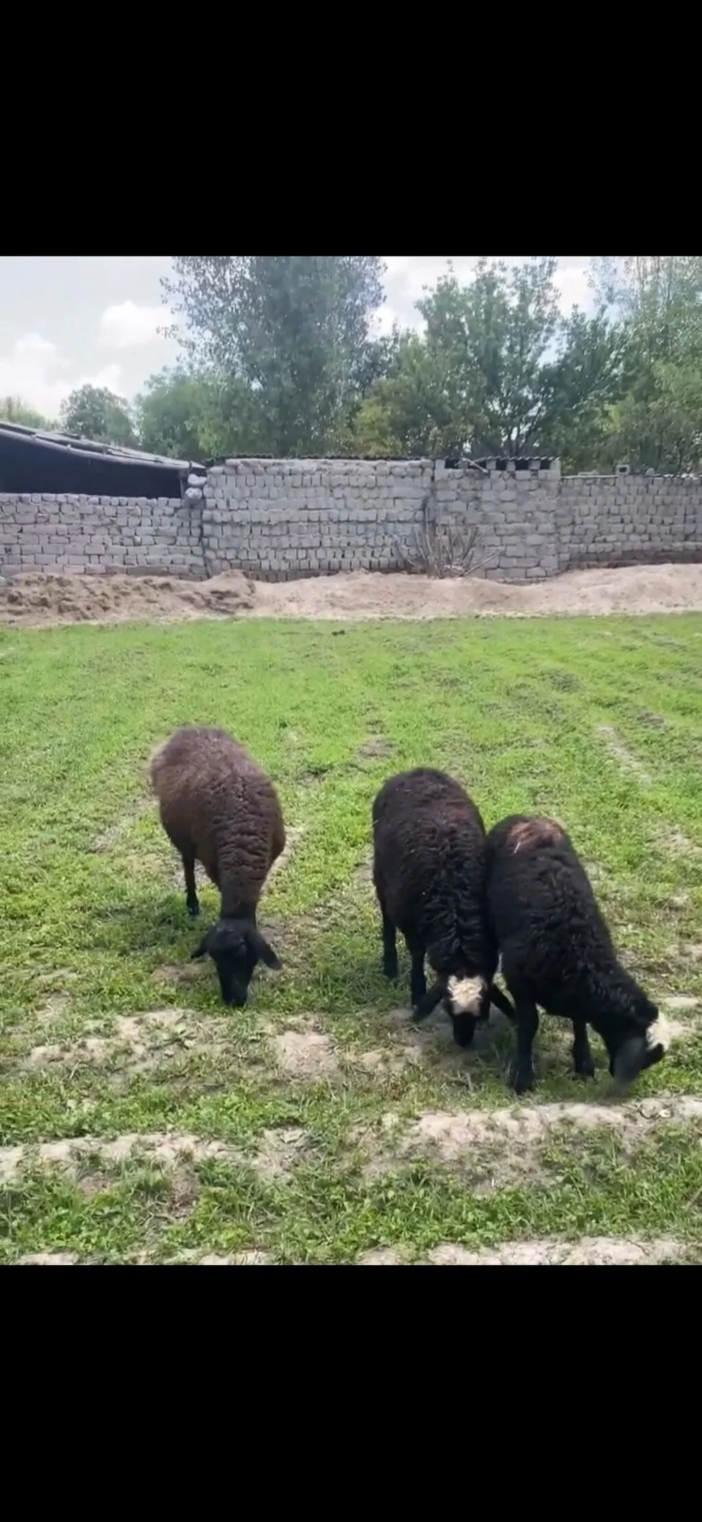 Quzu — Heyvanlar, Quşlar, Balıqlar, İsmayıllı