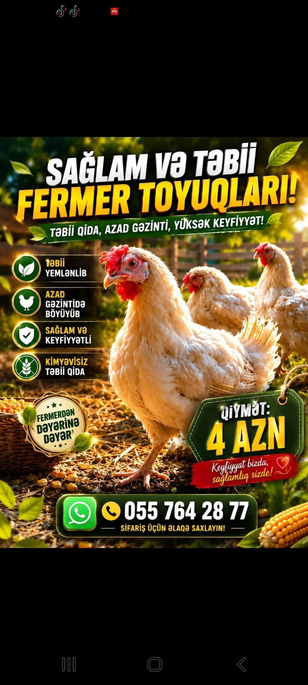 Toyuq — Heyvanlar, Quşlar, Balıqlar, Bakı