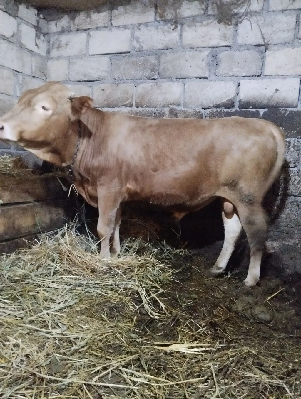 Dana — Heyvanlar, Quşlar, Balıqlar, Xaçmaz