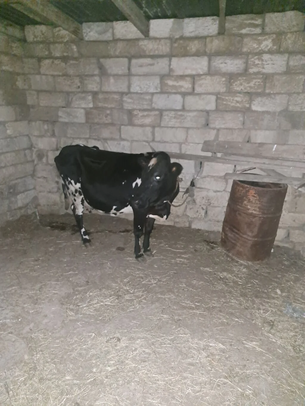 Dana — Heyvanlar, Quşlar, Balıqlar, Bakı