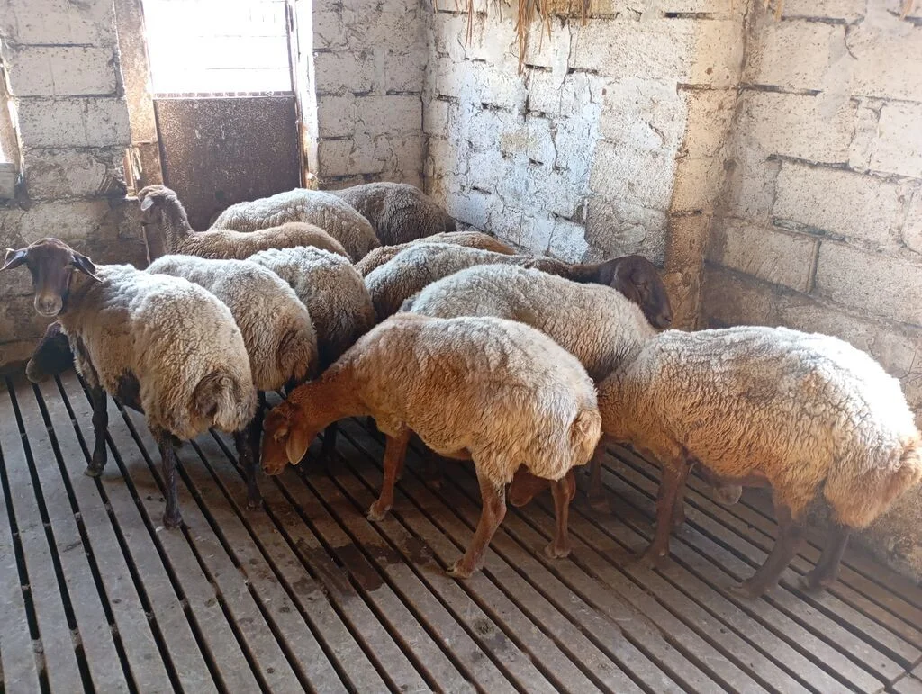 Qoyun — Heyvanlar, Quşlar, Balıqlar, Salyan
