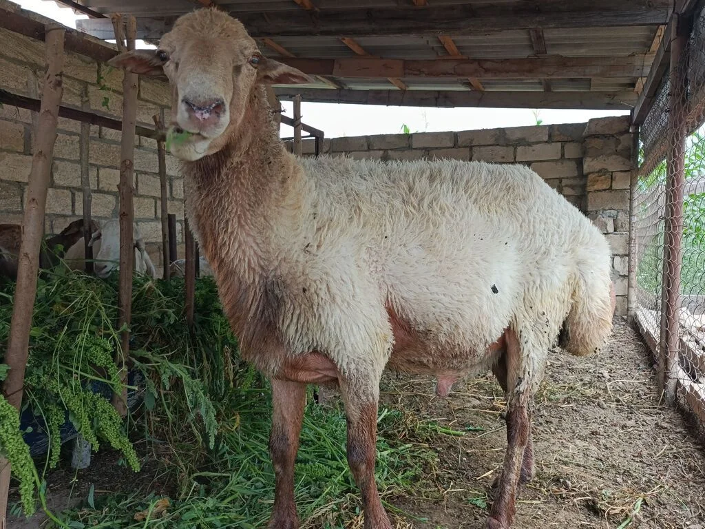Qoç — Heyvanlar, Quşlar, Balıqlar, Göytəpə