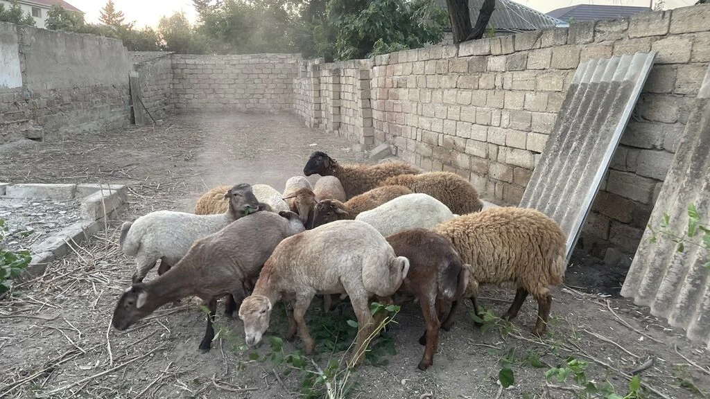 Quzu — Heyvanlar, Quşlar, Balıqlar, Bakı