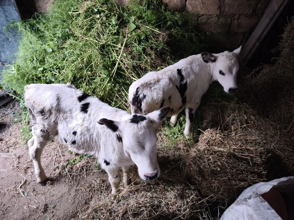 İnək — Heyvanlar, Quşlar, Balıqlar, Bakı