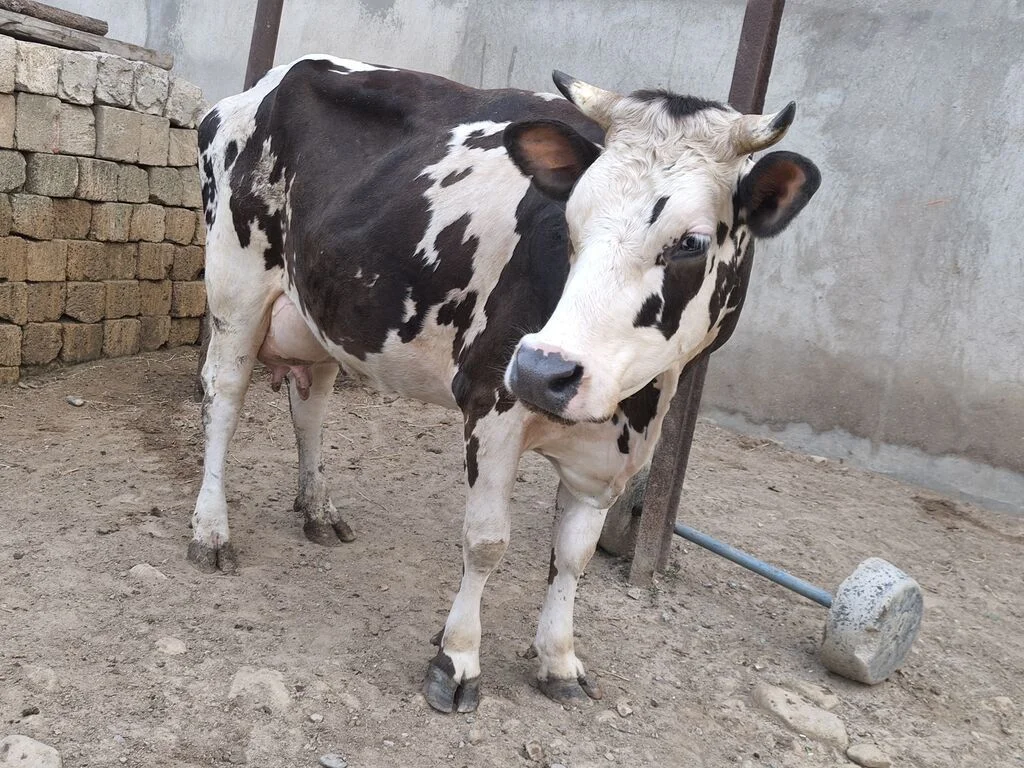 İnək — Heyvanlar, Quşlar, Balıqlar, Bakı