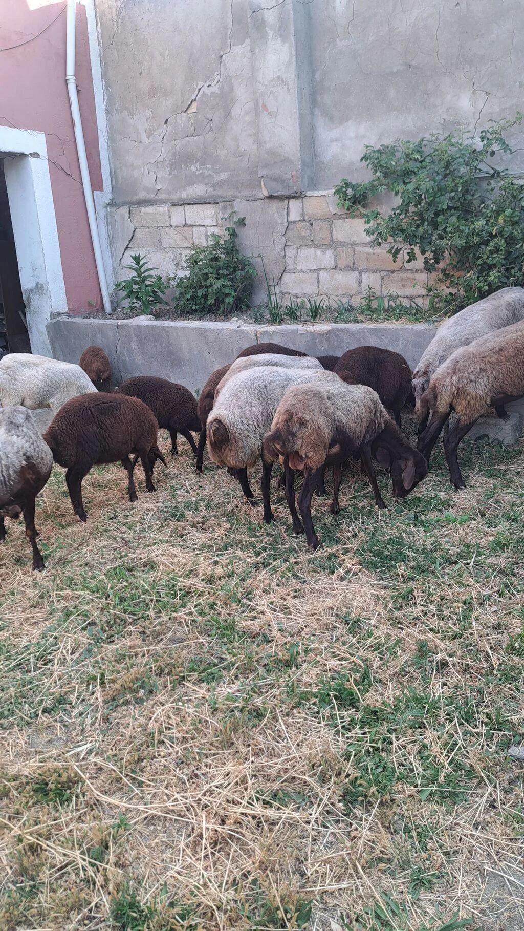 Qoyun — Heyvanlar, Quşlar, Balıqlar, Bakı