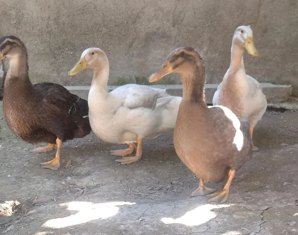 Ördək — Heyvanlar, Quşlar, Balıqlar, Quba