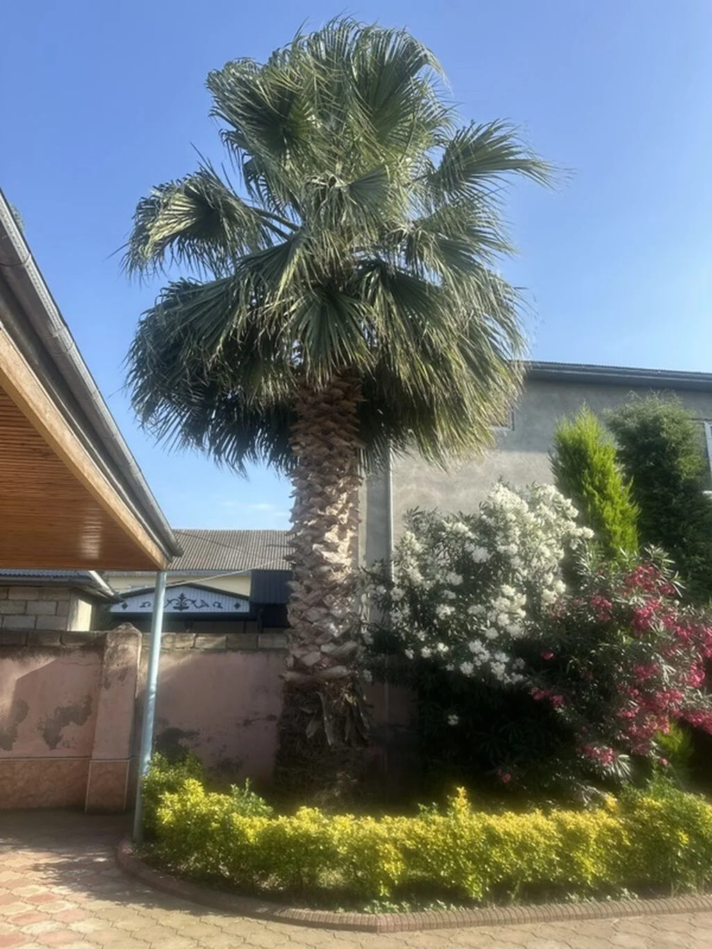 Ağac — Dənlilər, Otlar Yemlər,  Bitkilər, Masallı