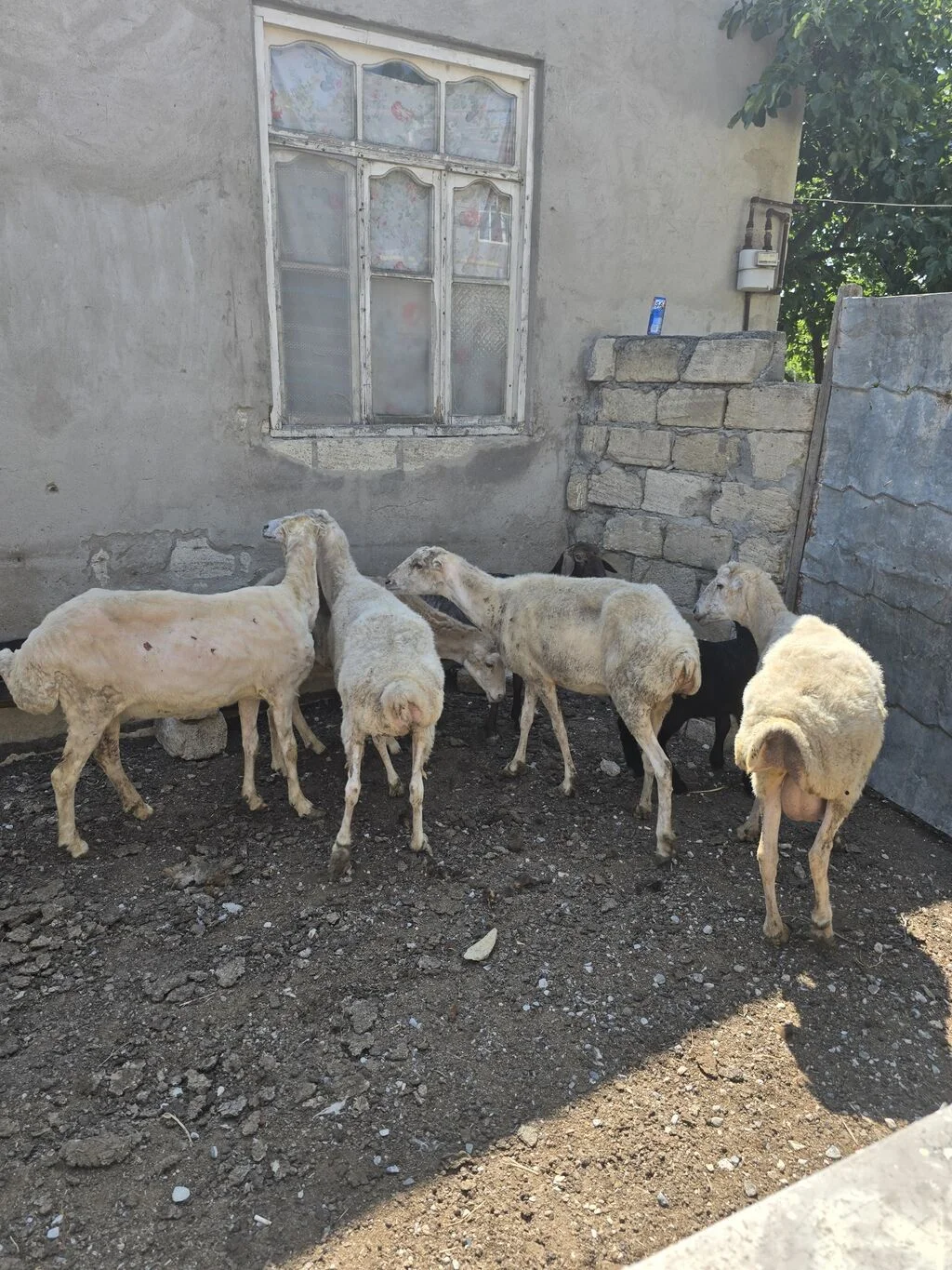 Qoyun — Heyvanlar, Quşlar, Balıqlar, Bakı