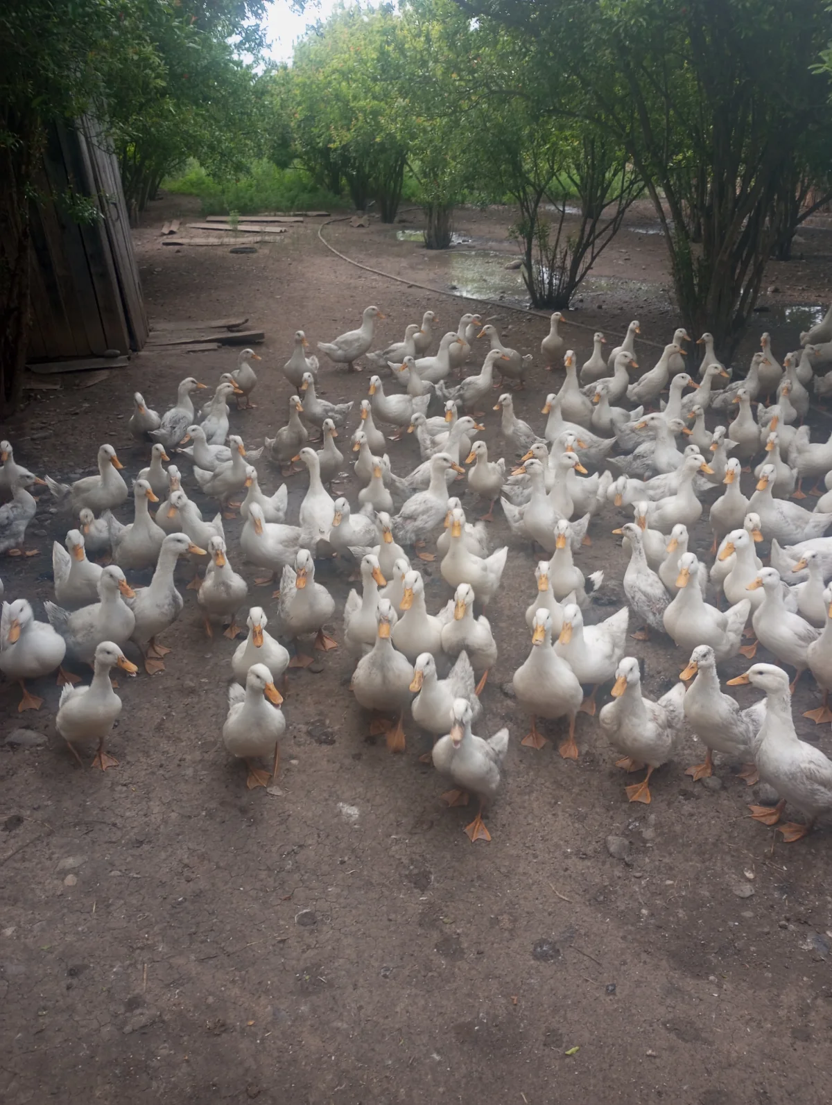 Pekin ördəyi — Heyvanlar, Quşlar, Balıqlar, Beyləqan