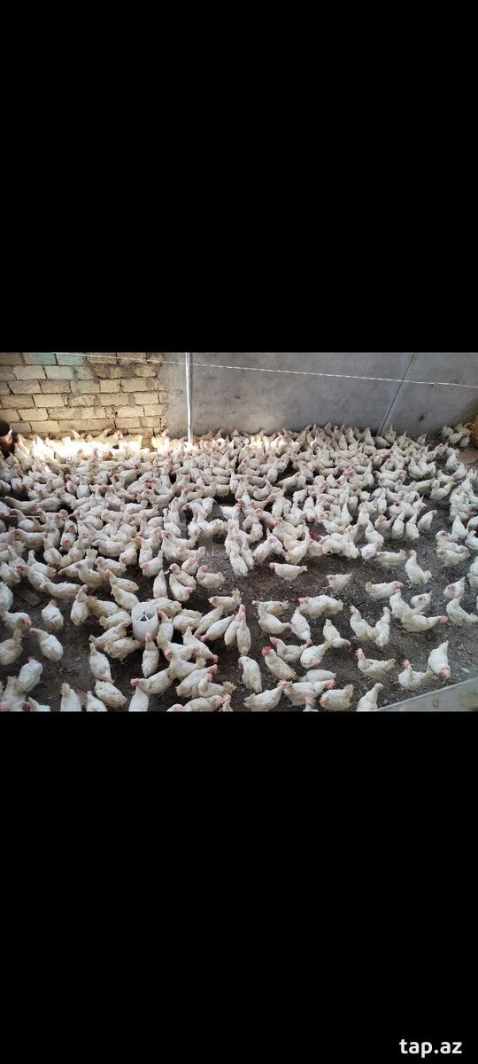 Toyuq — Heyvanlar, Quşlar, Balıqlar, Xırdalan