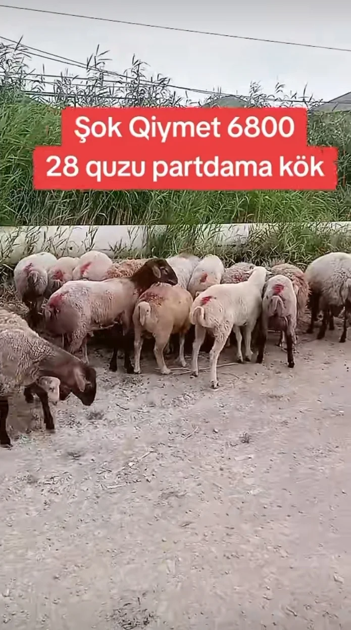 Qoyun — Heyvanlar, Quşlar, Balıqlar, Bakı