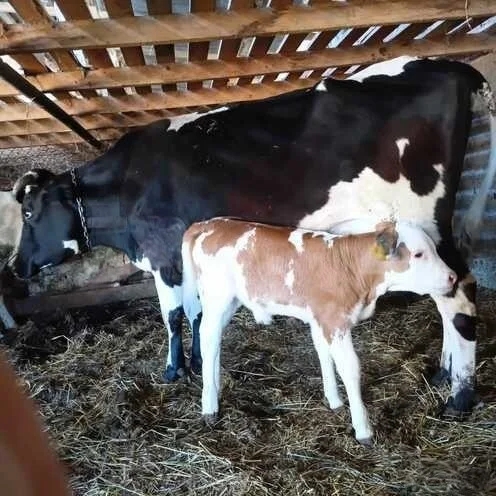 İnək — Heyvanlar, Quşlar, Balıqlar, Neftçala
