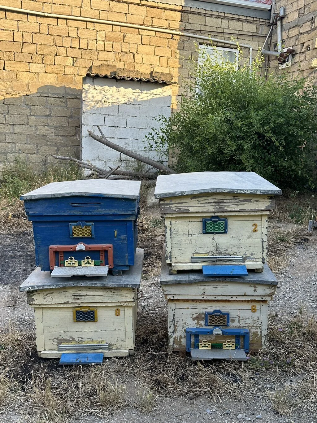 Arı yeşiyi — Heyvanlar, Quşlar, Balıqlar, Bakı