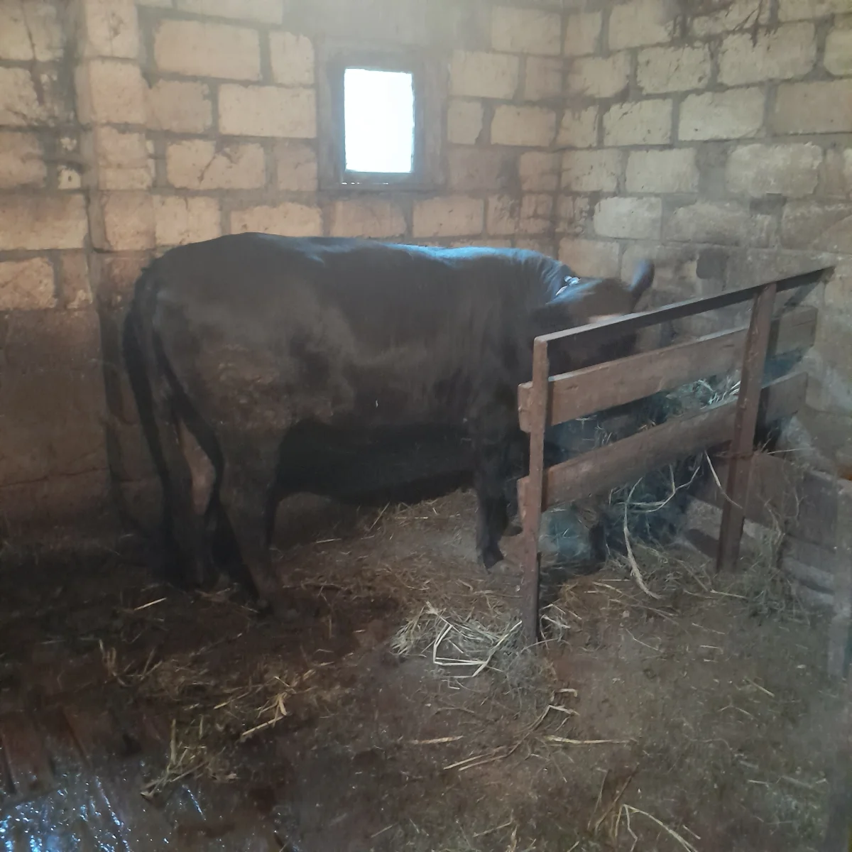 Dana — Heyvanlar, Quşlar, Balıqlar, Şəki